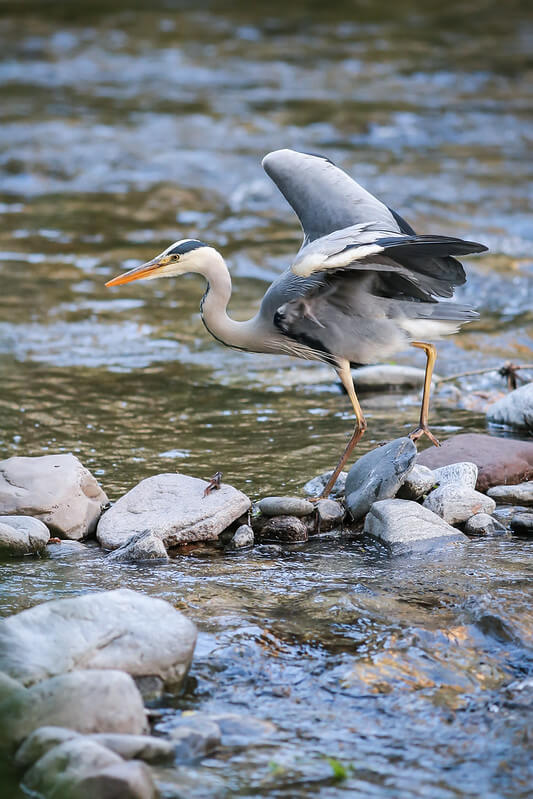 Photo of a Graureiher (Ardea cinerea) by blumenbiene is licensed under CC BY 2.0.